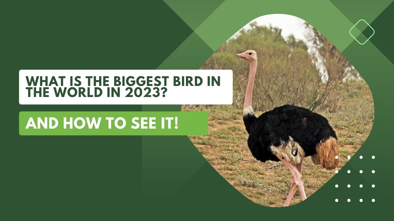 What Is The Biggest Bird In The World In 2023