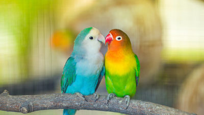 Understanding Lovebirds: Social and Fascinating Birds