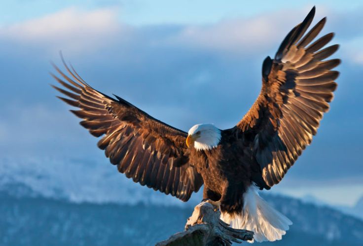 The Eagle as a Cultural and Environmental Icon
