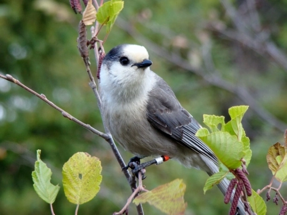 The Gray Jay vs. Other Birds Contenders for National Bird of Canada