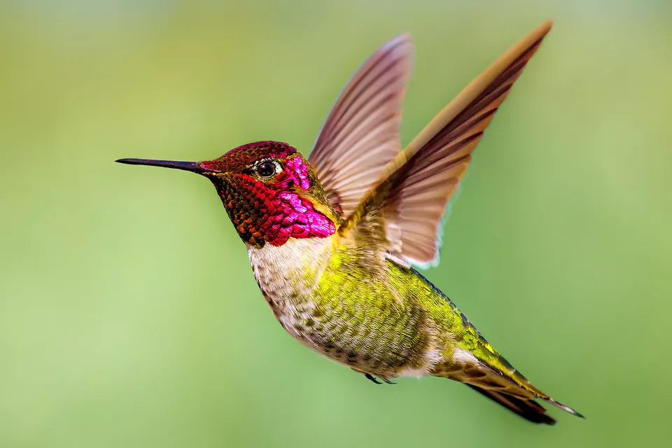 Male Anna's Hummingbirds Are Noisy Nuisances