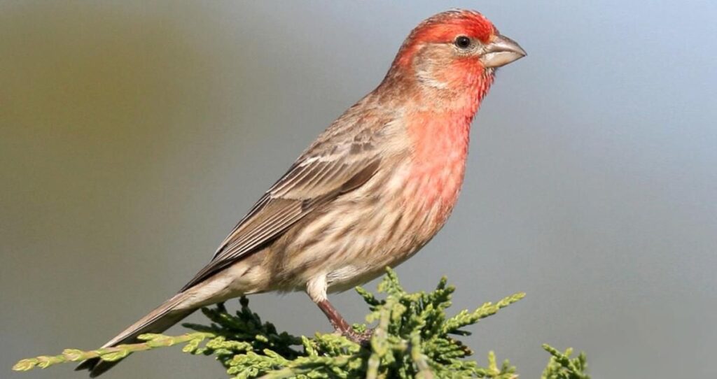 Overview of the Red House Finch