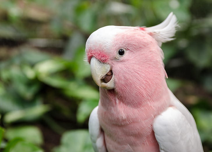 Aesthetic Trends in Pink Ring neck Parrot Photography