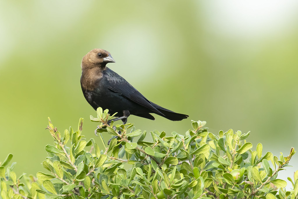 bird with black body and brown head