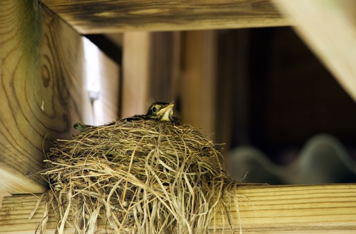 bird nest deterrent