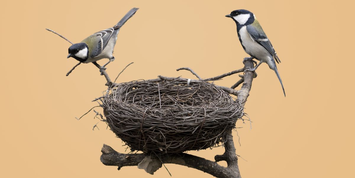 bird nest benefits