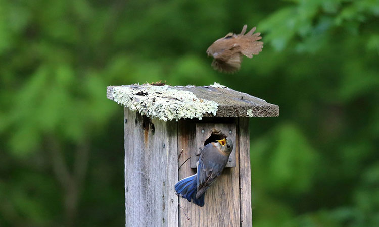 Tips for Placing and Installing Sparrow Birdhouses