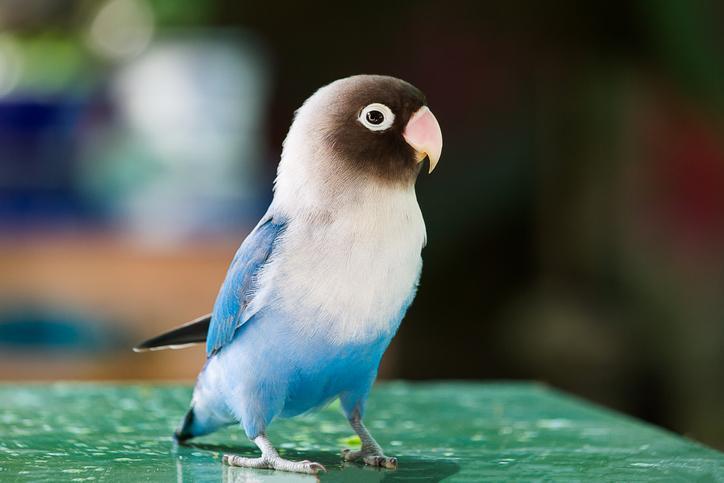 How Long Does a Lovebird Live in Captivity?