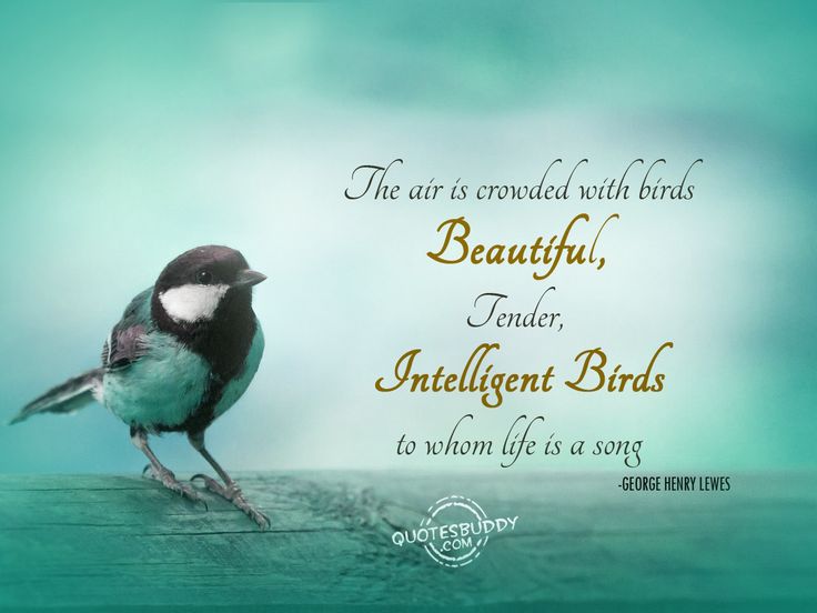 Love Birds Quotes Beyond Words