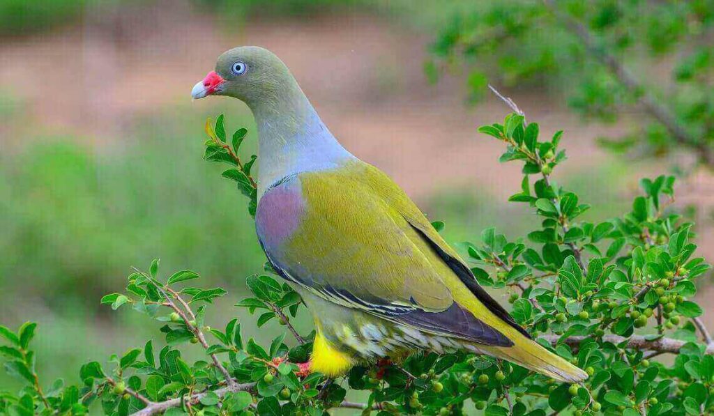 African Green Pigeon in Images