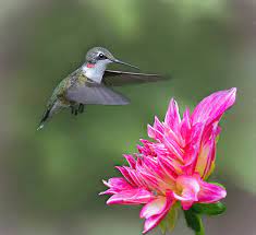The Art of Hummingbird Attraction