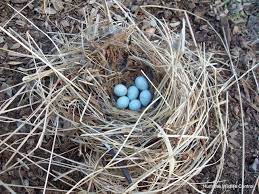 Legal Perspectives: Regulatory Landscape of Bird's Nest 
