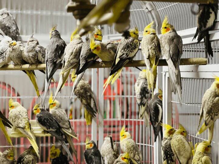 How Adopters Contribute to Cockatiel Rehabilitation