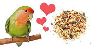 What Do You Feed Lovebirds?
