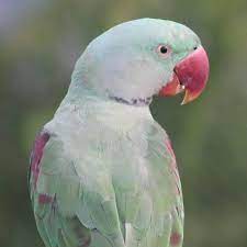 Characteristics of the Pink Ring neck Parrot