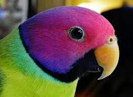 Keeping Pink Ring neck Parrots as Pets