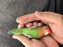 The Appeal of Lovebirds as Pets