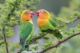Expert Opinions on Love Bird Mating