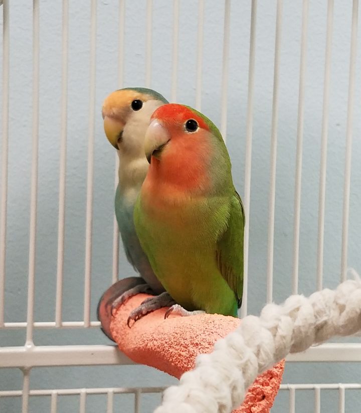 Adopting or Rescuing Lovebirds