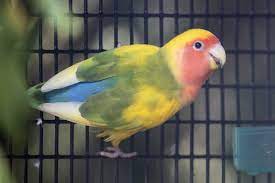 Caring for Your Peach-Faced Lovebird
