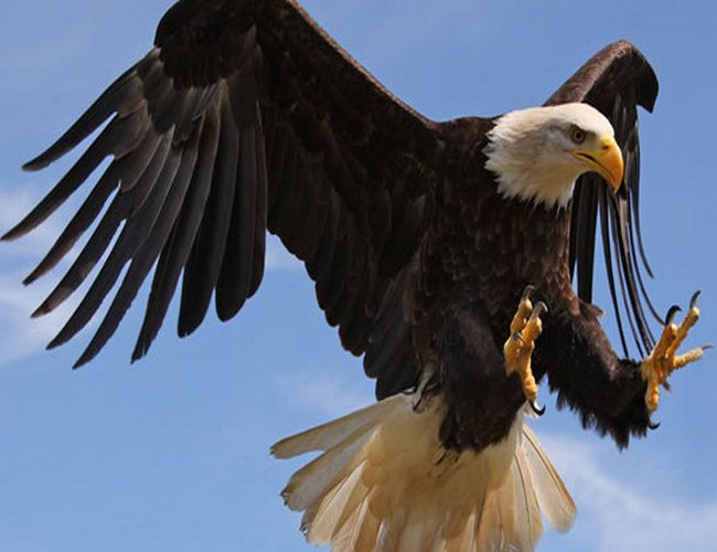 The Eagle: National Bird of Russia