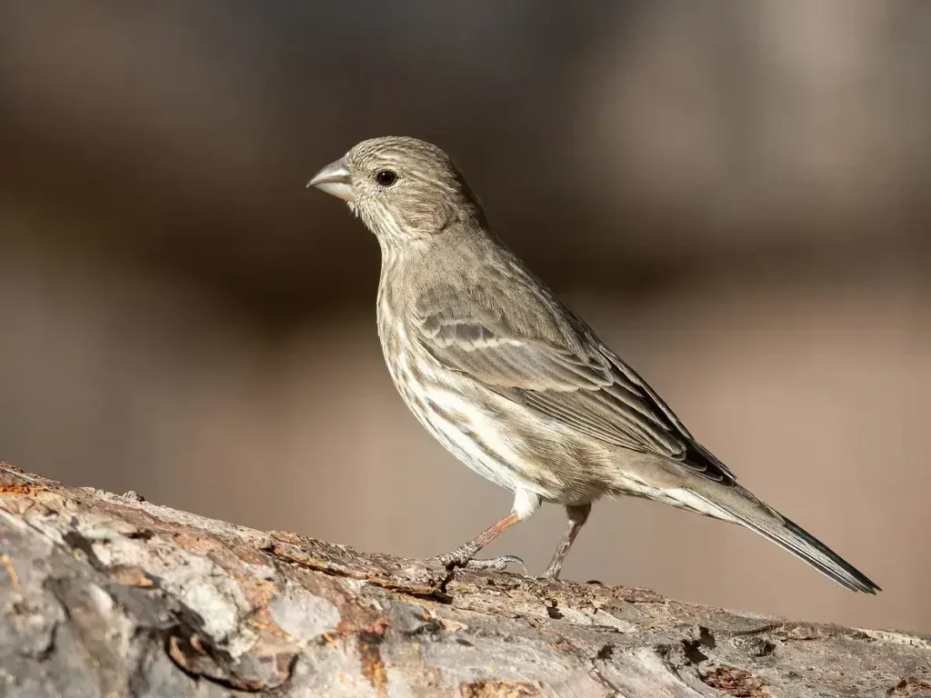 Behavioral Adaptations of Juvenile House Finches