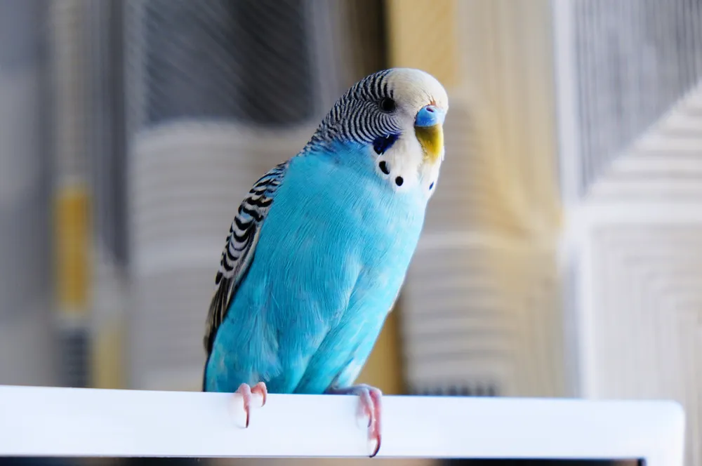 Nurturing Parakeet Mental and Physical Well-being