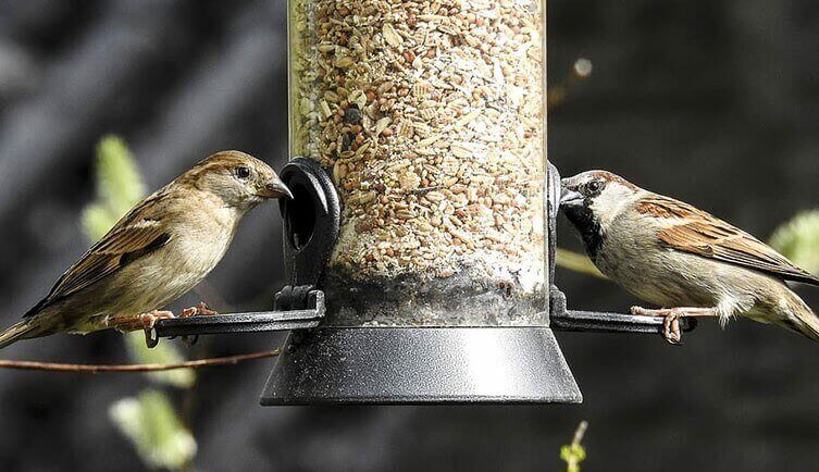 sparrow bird house