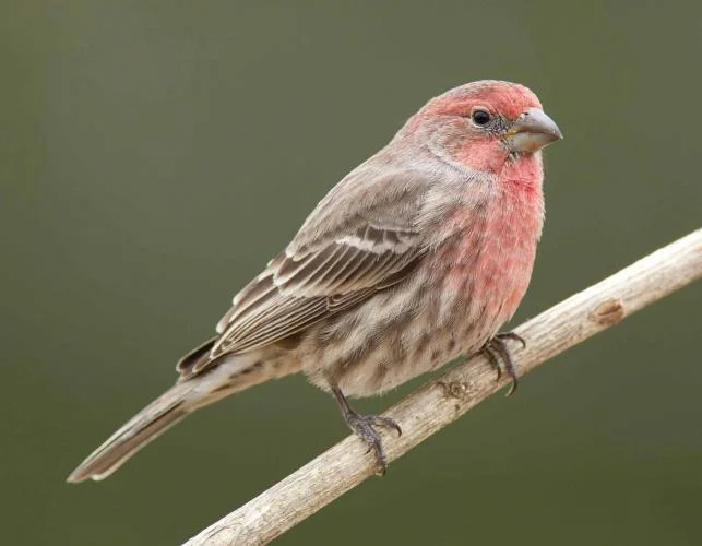 Overview of the Red-Breasted Finch