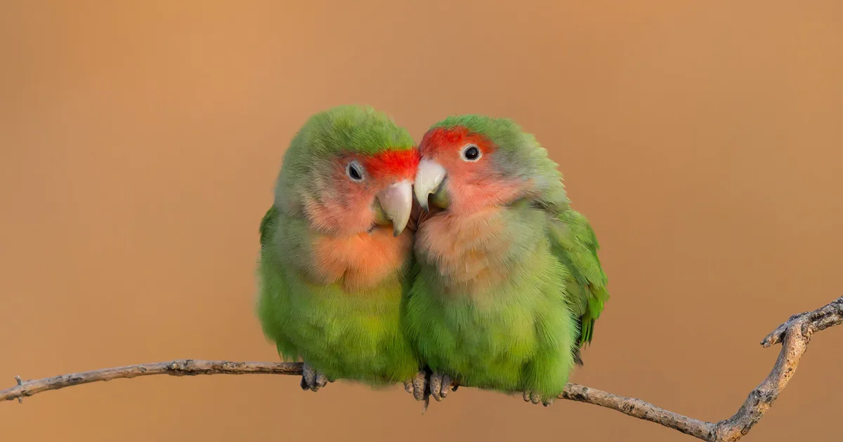 The Lifespan of a Lovebird