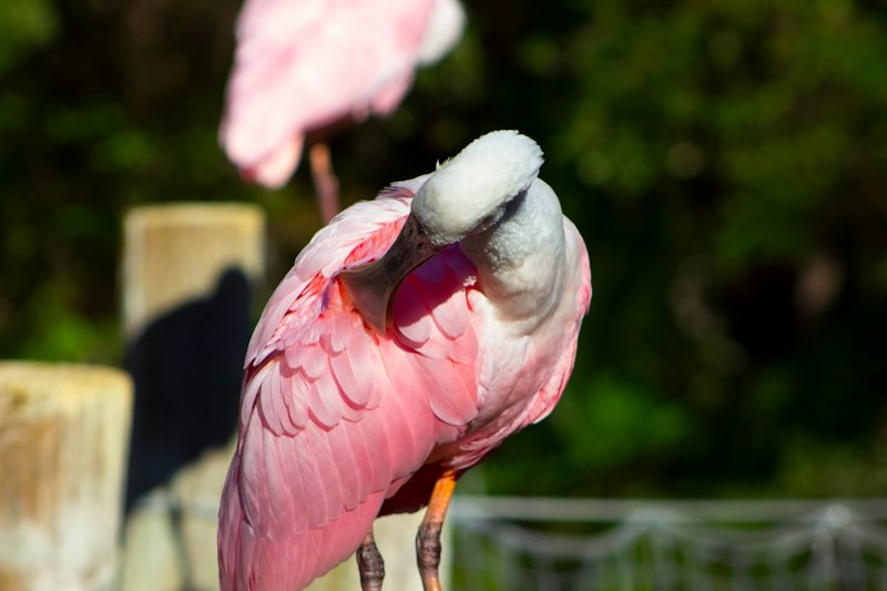 Pink Florida Native Birds