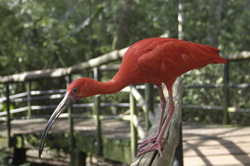 Official Bird of Florida