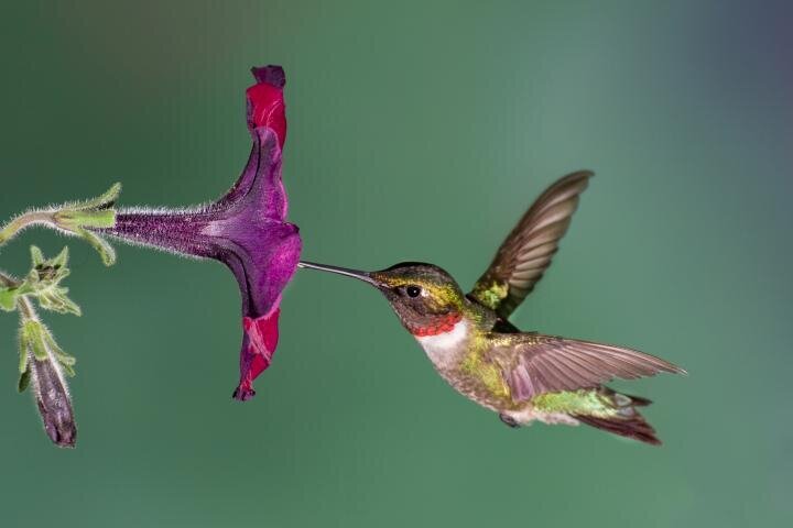 Best Practices for Hummingbird Attraction