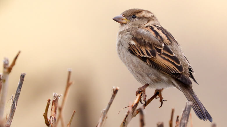 Monitoring and Observing House Sparrows