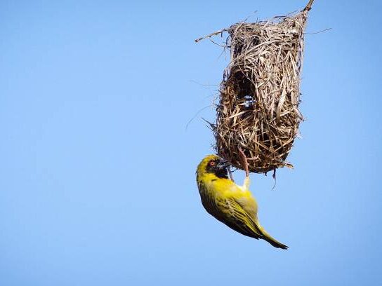 Clues in Nest Construction