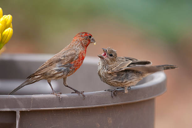 Contrasting Juvenile and Adult House Finches