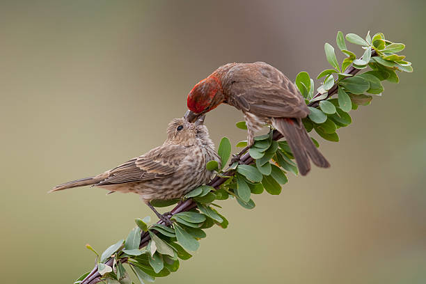 Characteristics of Juvenile House Finches