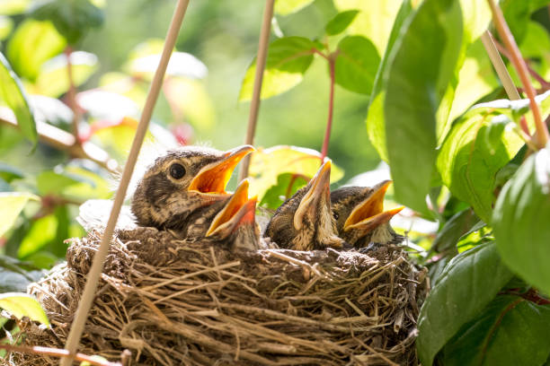 Exploring Bird Nest Benefits in Athletics and Fitness