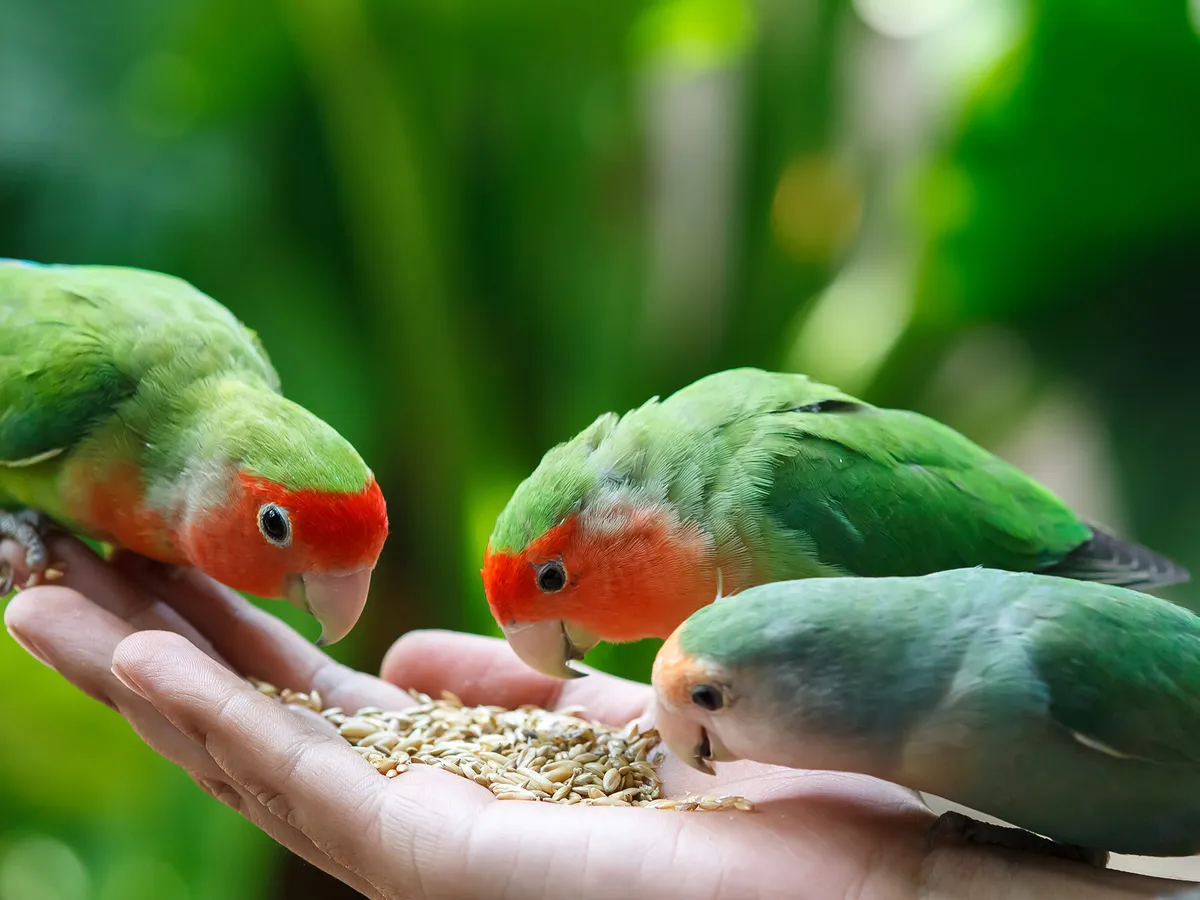 What Do Rosy-Faced Lovebirds Eat?
