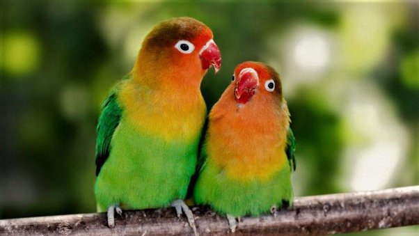 What Is the Life Expectancy of a Lovebird?