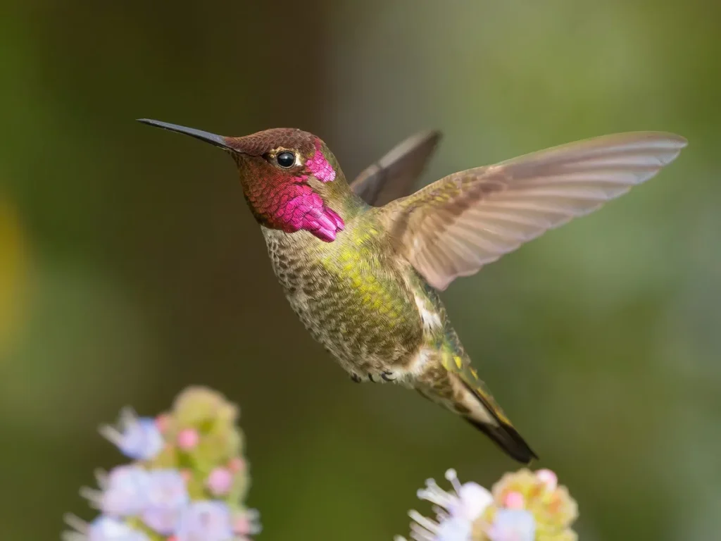 Understanding Anna Hummingbird Male