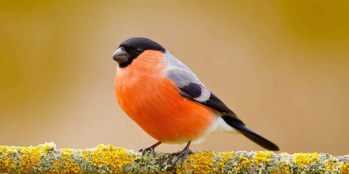red breasted finch