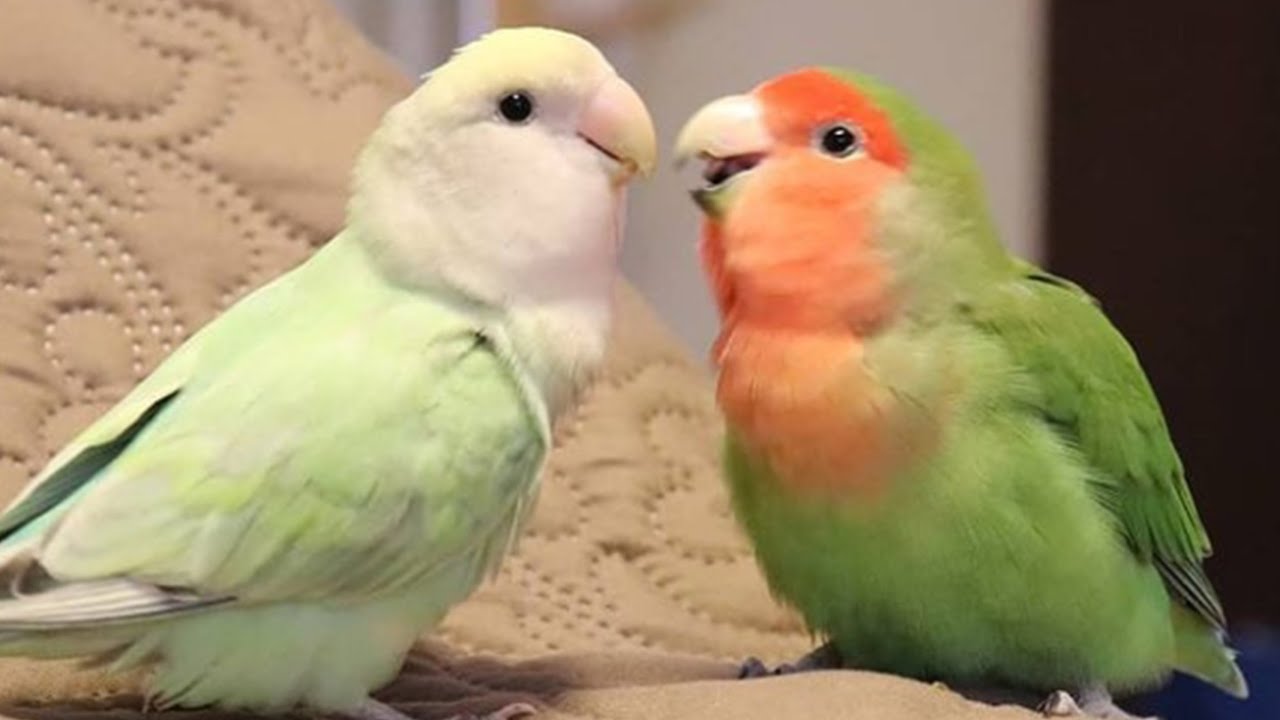 can lovebirds talk