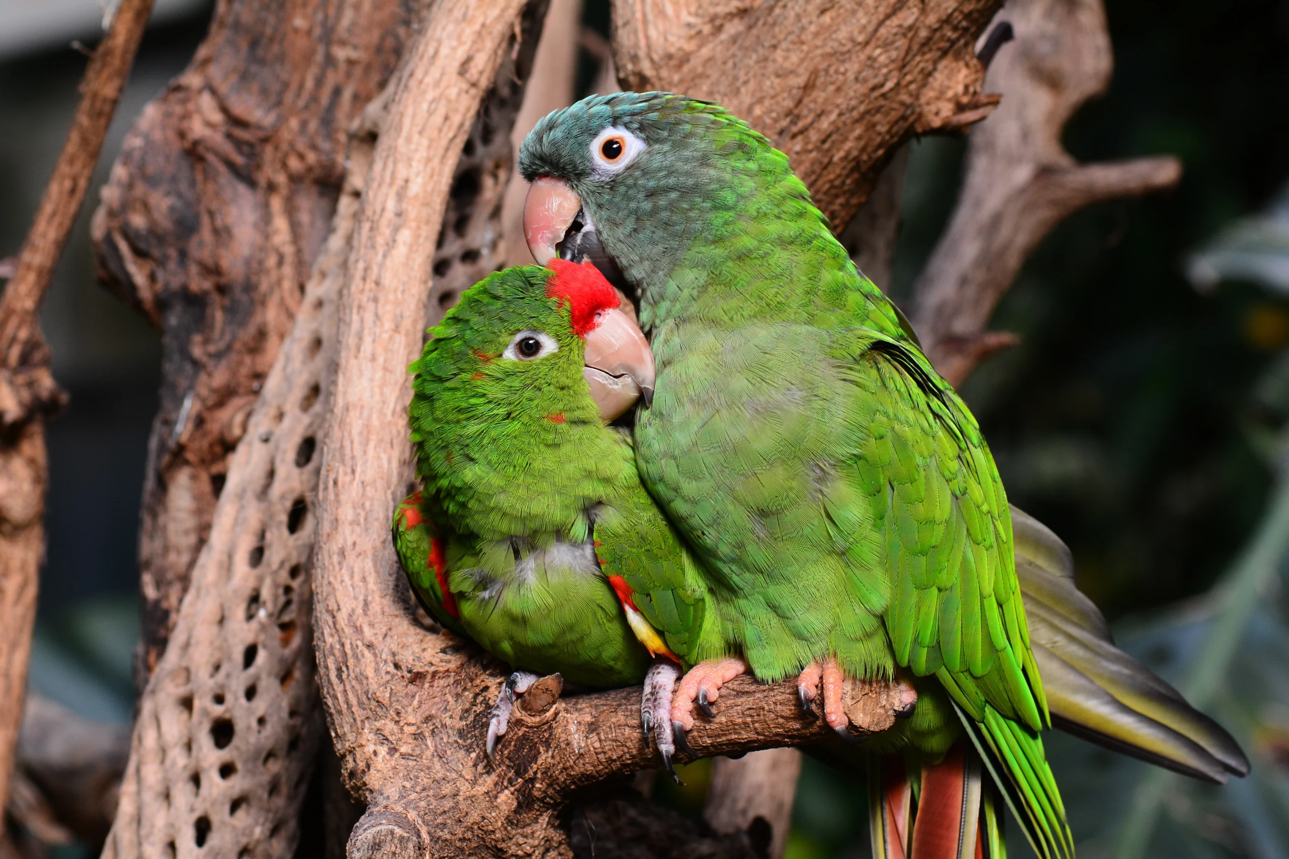 Can Lovebirds Be Outside in 50 Degrees?