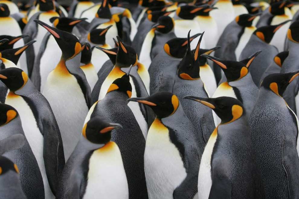 The Emperor Penguin's Southern Ocean Lifestyle