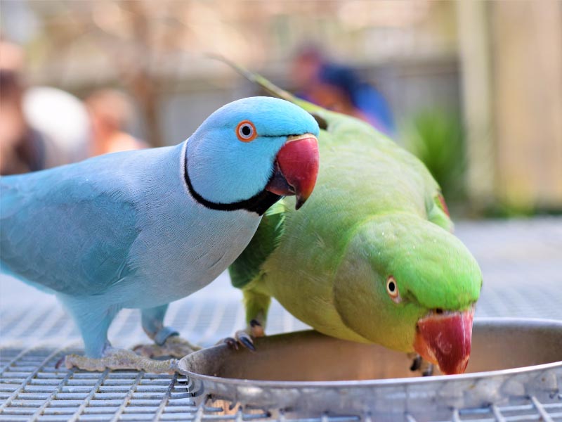 Popular Parrot Species