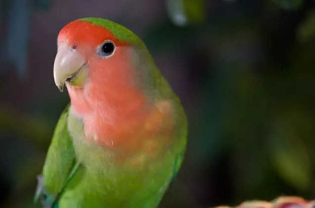 The Variability in Lovebird Prices