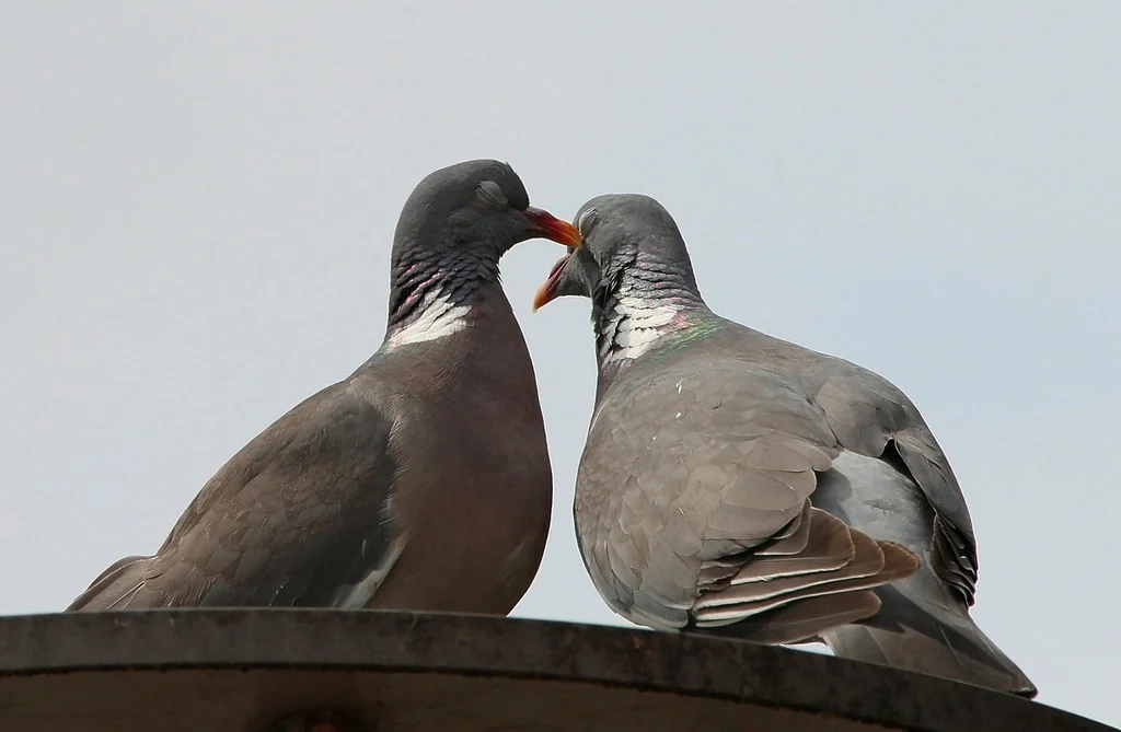 Love pigeons