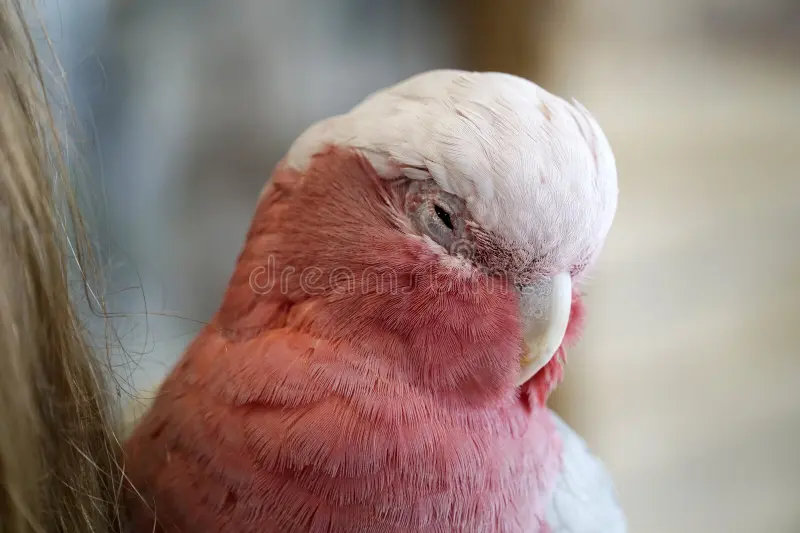 Pink and White Parrots: A Closer Look