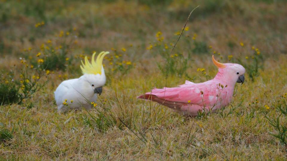 Are Pink Cockatoos Rare?